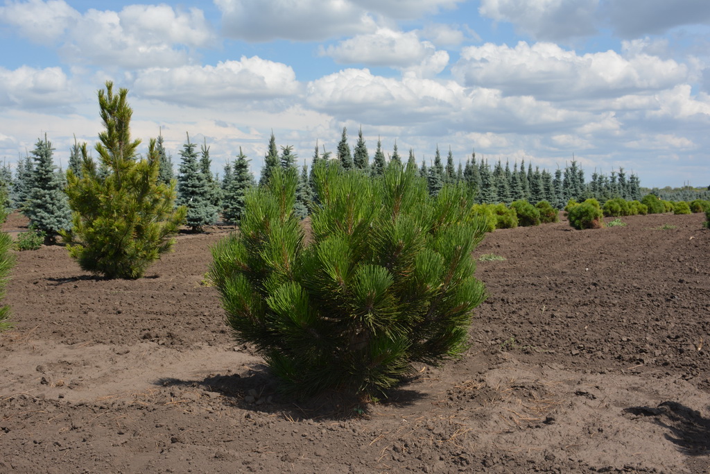 Pinus leucodermis `Hesse` (14).JPG
